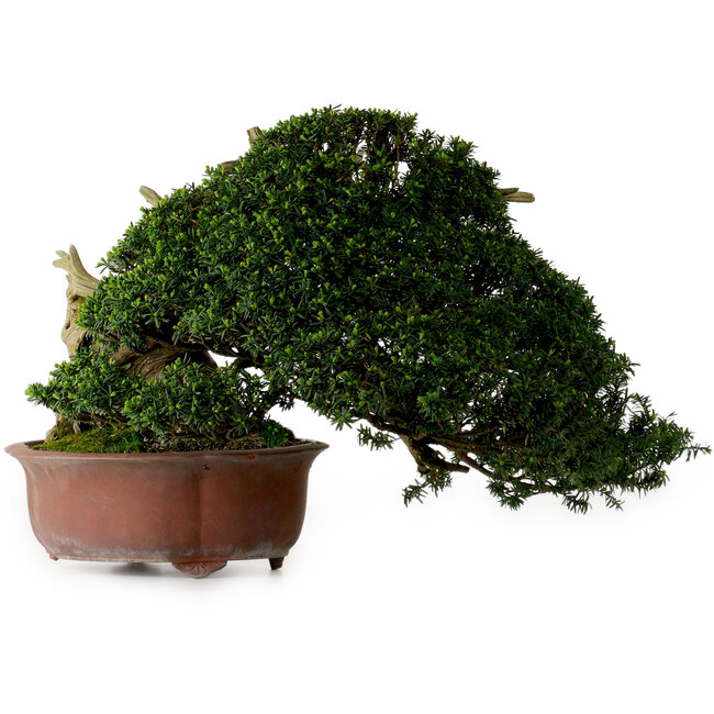 Taxus cuspidata, 38 cm, ± 40 jaar oud, met een nebari van 21 cm, in een pot waarvan de voet ontbreekt.