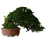 Taxus cuspidata, 38 cm, environ 40 ans, avec un nébari de 21 cm, dans un pot dont le pied est manquant.