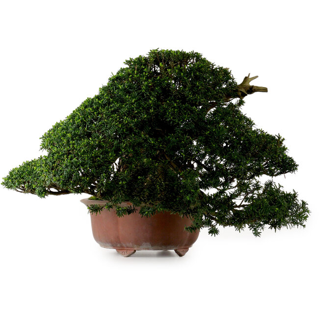 Taxus cuspidata, 38 cm, ± 40 years old, with a nebari of 21 cm, in a pot with a missing foot