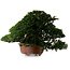 Taxus cuspidata, 38 cm, ± 40 anni, con nebari di 21 cm, in vaso con base mancante