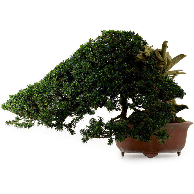 Taxus cuspidata, 38 cm, ± 40 jaar oud, met een nebari van 21 cm, in een pot waarvan de voet ontbreekt.