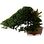 Taxus cuspidata, 38 cm, ± 40 anni, con nebari di 21 cm, in vaso con base mancante