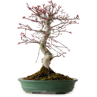 Acer palmatum Deshojo, 38 cm, ± 15 ans