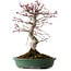 Acer palmatum Deshojo, 38 cm, ± 15 ans, avec un nebari de 10 cm