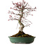 Acer palmatum Deshojo, 38 cm, ± 15 years old, with a nebari of 10 cm