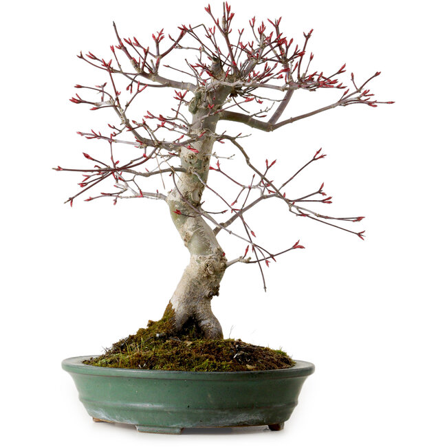 Acer palmatum Deshojo, 38 cm, ± 15 years old, with a nebari of 10 cm