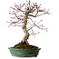 Acer palmatum Deshojo, 38 cm, ± 15 años, con un nebari de 10 cm