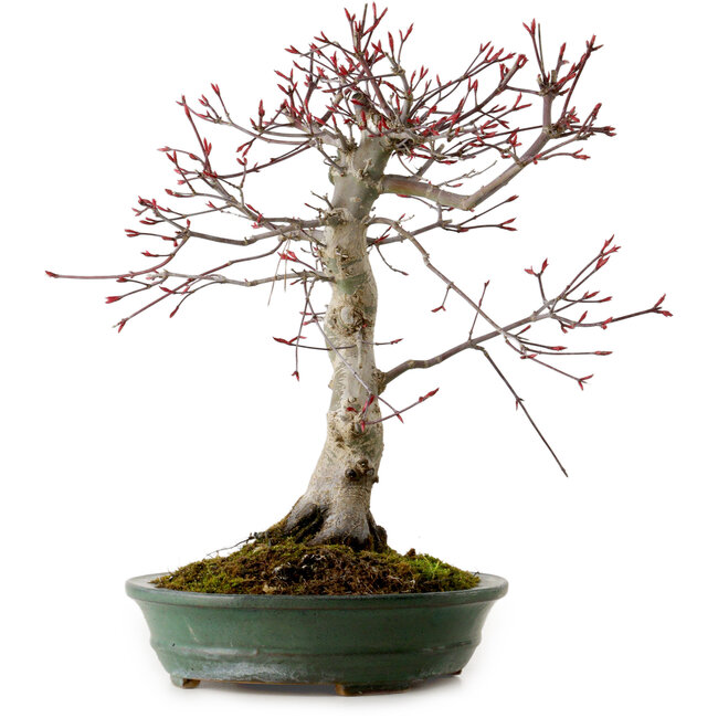 Acer palmatum Deshojo, 38 cm, ± 15 años, con un nebari de 10 cm