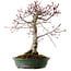 Acer palmatum Deshojo, 38 cm, ± 15 ans, avec un nebari de 10 cm