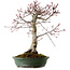 Acer palmatum Deshojo, 38 cm, ± 15 years old, with a nebari of 10 cm