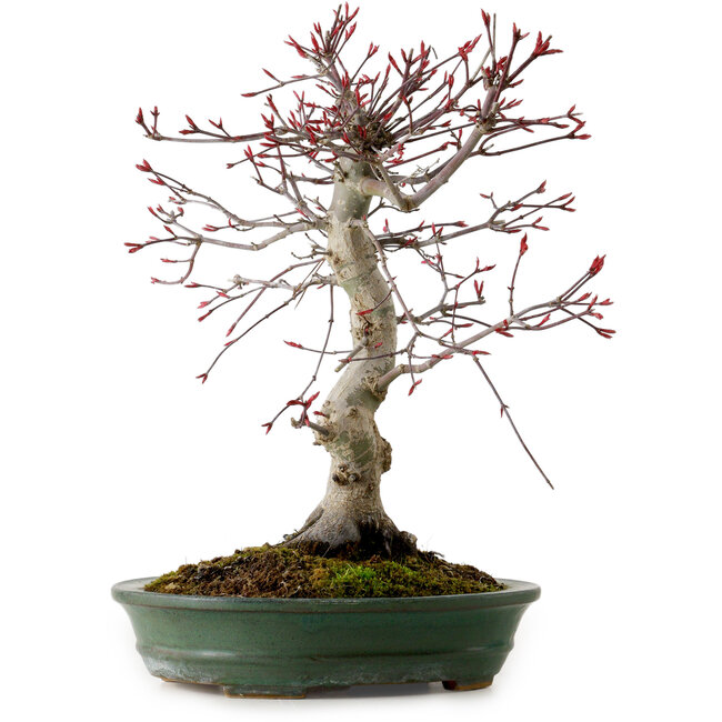 Acer palmatum Deshojo, 38 cm, ± 15 jaar oud, met een nebari van 10 cm