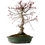 Acer palmatum Deshojo, 38 cm, ± 15 años, con un nebari de 10 cm