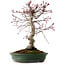 Acer palmatum Deshojo, 38 cm, ± 15 Jahre alt, mit einem Wurzelhals von 10 cm