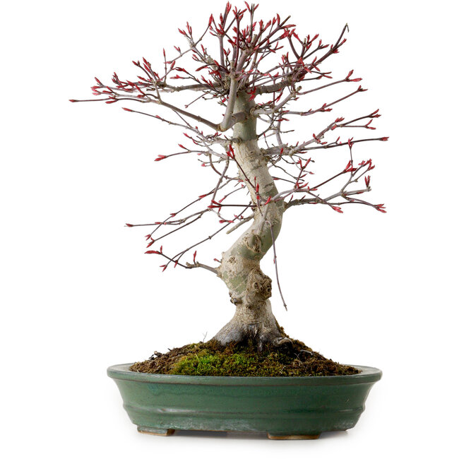 Acer palmatum Deshojo, 38 cm, ± 15 ans, avec un nebari de 10 cm