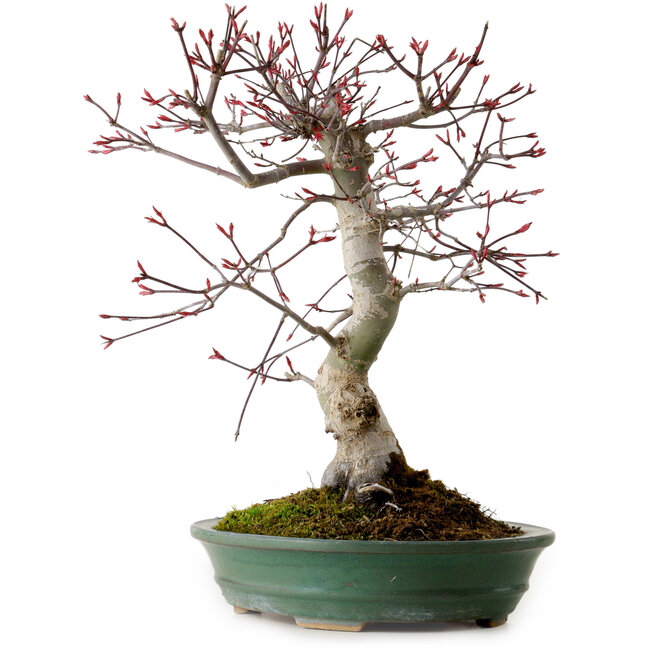 Acer palmatum Deshojo, 38 cm, ± 15 ans, avec un nebari de 10 cm