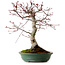 Acer palmatum Deshojo, 38 cm, ± 15 anni, con nebari di 10 cm