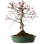 Acer palmatum Deshojo, 38 cm, ± 15 years old, with a nebari of 10 cm