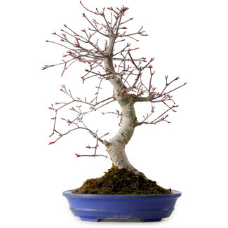 Acer palmatum Deshojo, 38 cm, ± 15 años