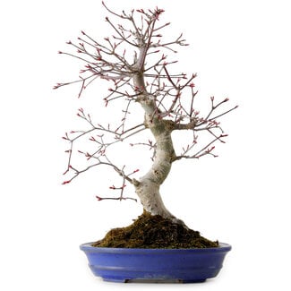 Acer palmatum Deshojo, 38 cm, ± 15 Jahre alt