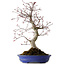 Acer palmatum Deshojo, 38 cm, ± 15 años, con un nebari de 10 cm