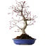 Acer palmatum Deshojo, 38 cm, ± 15 Jahre alt, mit einem Wurzelhals von 10 cm