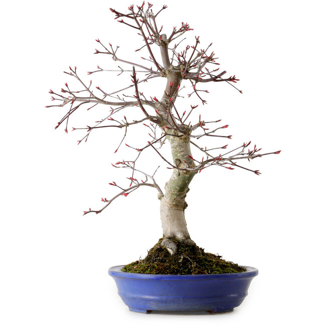 Acer palmatum Deshojo, 38 cm, ± 15 ans, avec un nebari de 10 cm