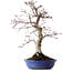 Acer palmatum Deshojo, 38 cm, ± 15 ans, avec un nebari de 10 cm
