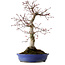 Acer palmatum Deshojo, 38 cm, ± 15 anni, con nebari di 10 cm