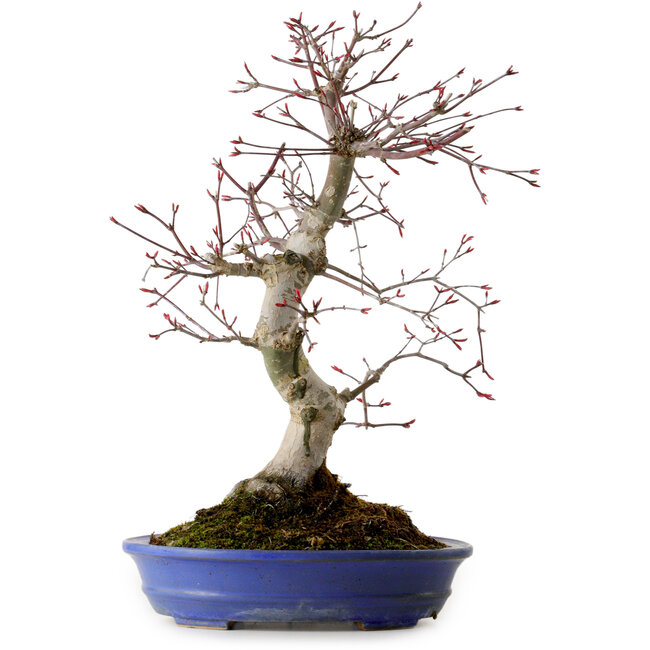 Acer palmatum Deshojo, 38 cm, ± 15 Jahre alt, mit einem Wurzelhals von 10 cm