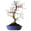 Acer palmatum Deshojo, 38 cm, ± 15 años, con un nebari de 10 cm