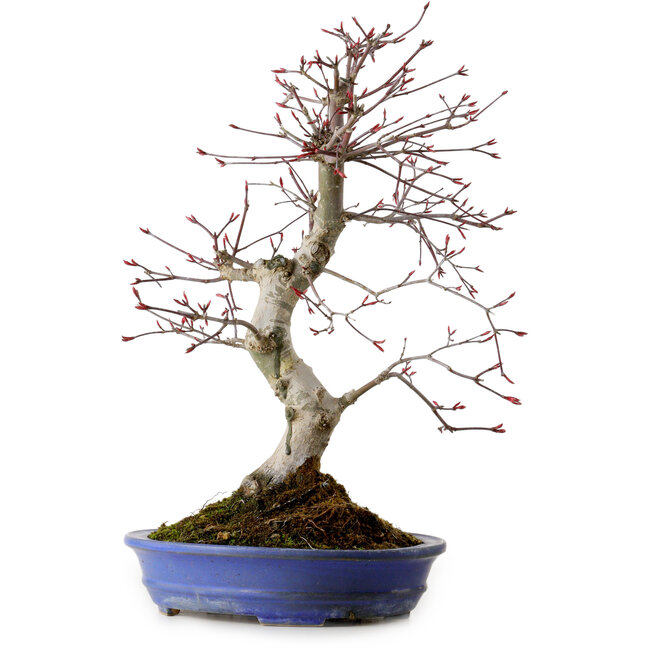 Acer palmatum Deshojo, 38 cm, ± 15 Jahre alt, mit einem Wurzelhals von 10 cm