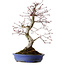 Acer palmatum Deshojo, 38 cm, ± 15 Jahre alt, mit einem Wurzelhals von 10 cm