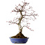 Acer palmatum Deshojo, 38 cm, ± 15 años, con un nebari de 10 cm