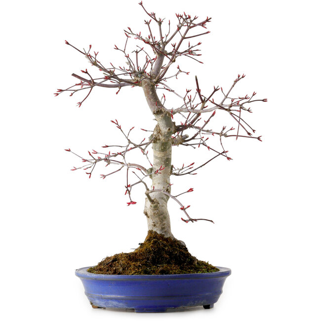 Acer palmatum Deshojo, 38 cm, ± 15 anni, con nebari di 10 cm
