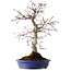 Acer palmatum Deshojo, 38 cm, ± 15 anni, con nebari di 10 cm