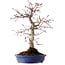 Acer palmatum Deshojo, 38 cm, ± 15 ans, avec un nebari de 10 cm