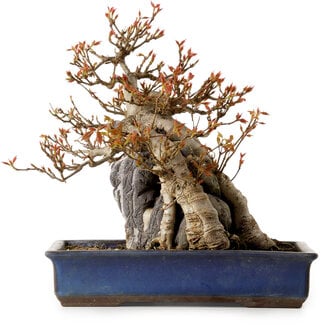 Acer buergerianum, 26 cm, ± 25 Jahre alt