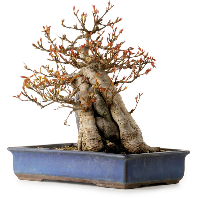 Acer buergerianum, 26 cm, ± 25 años