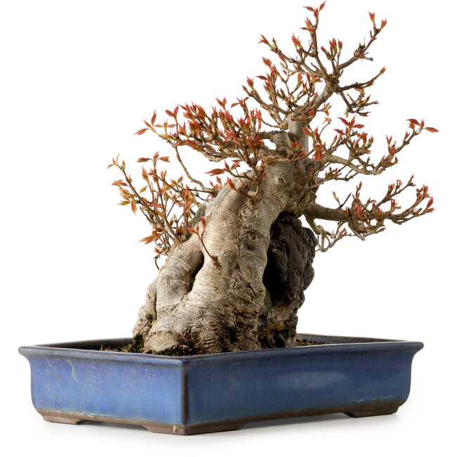 Acer buergerianum, 26 cm, ± 25 anni