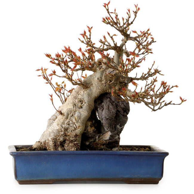 Acer buergerianum, 26 cm, ± 25 anni