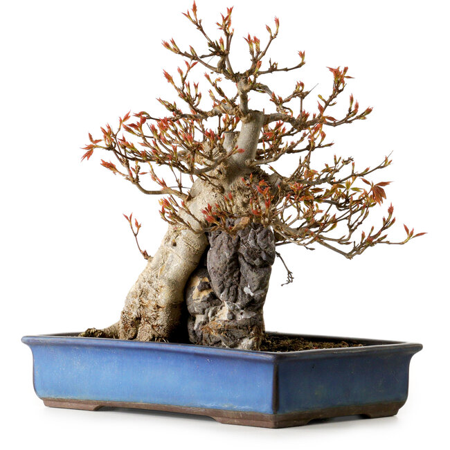 Acer buergerianum, 26 cm, ± 25 años