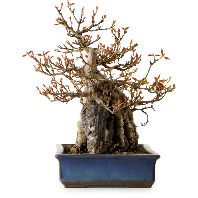 Acer buergerianum, 26 cm, ± 25 years old