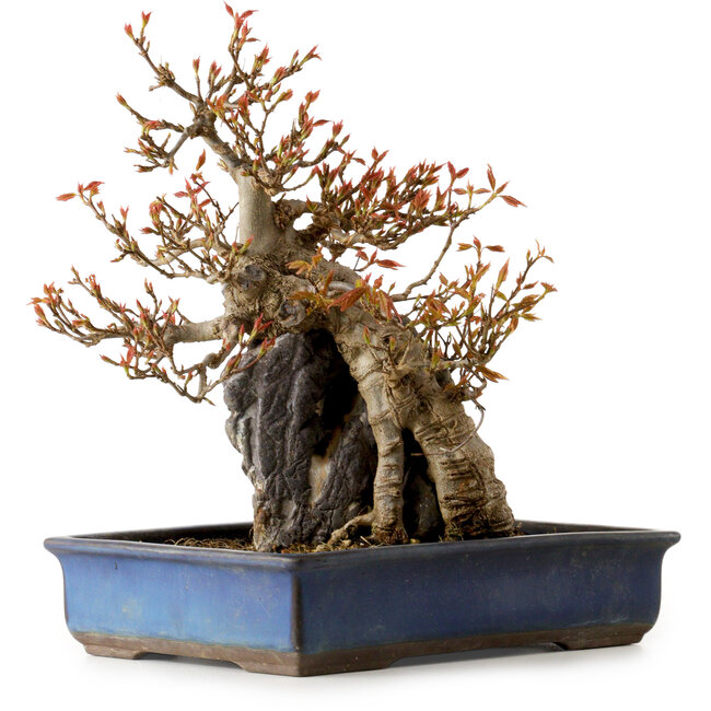 Acer buergerianum, 26 cm, ± 25 ans