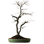 Diospyros kaki, 74 cm, ± 30 ans, avec un nebari de 17 cm