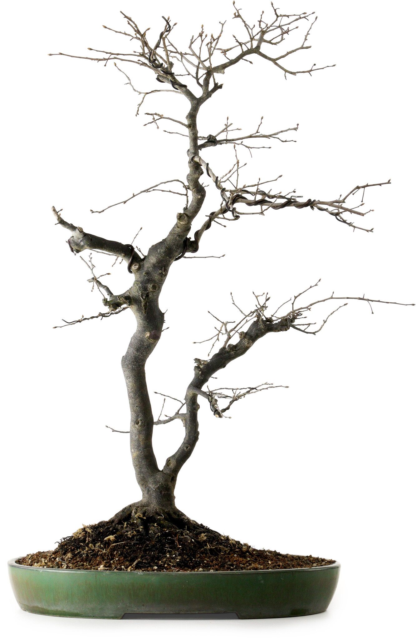 Diospyros kaki, 74 cm,  30 years old, with a nebari of 17 cm - Bonsai Plaza