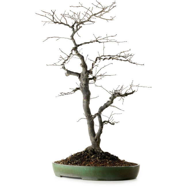 Diospyros kaki, 74 cm, ± 30 ans, avec un nebari de 17 cm