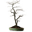 Diospyros kaki, 74 cm, ± 30 ans, avec un nebari de 17 cm