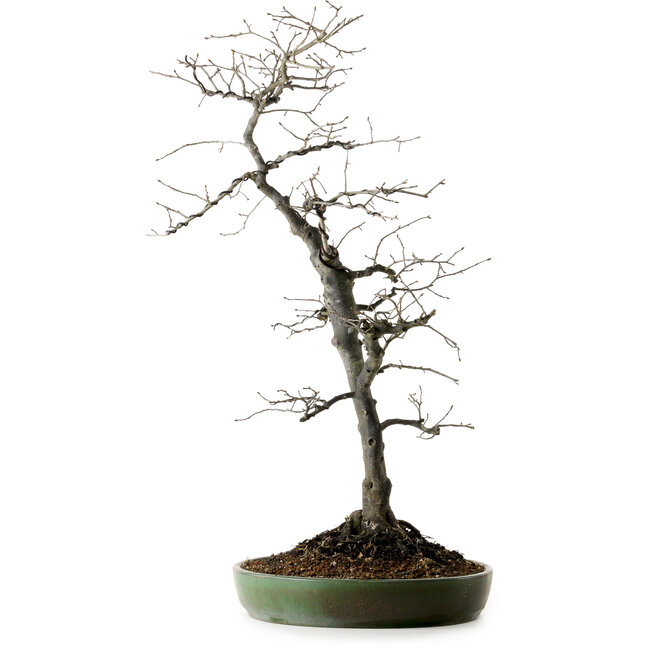 Diospyros kaki, 74 cm, ± 30 ans, avec un nebari de 17 cm