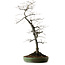 Diospyros kaki, 74 cm, ± 30 ans, avec un nebari de 17 cm