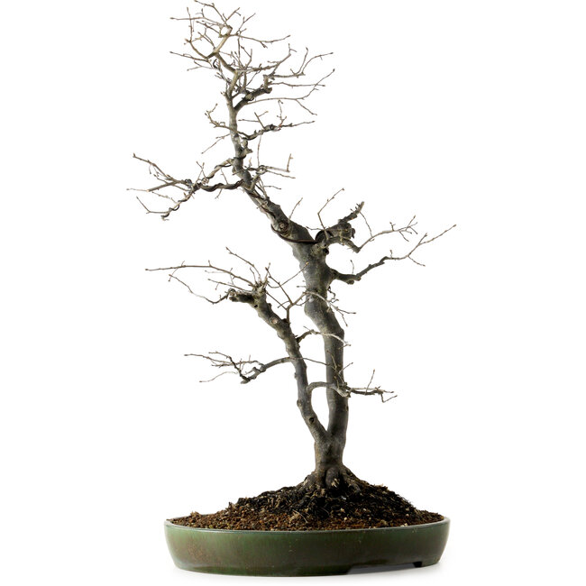 Diospyros kaki, 74 cm, ± 30 ans, avec un nebari de 17 cm